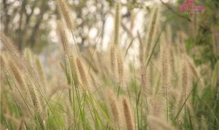 芳草萋萋鹦鹉洲全诗