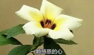 男生女生向前冲短信