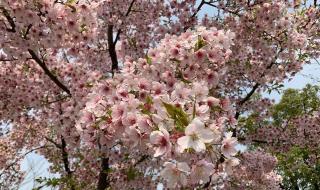 顾村公园樱花节门票是当场买的嘛 上海顾村公园樱花节